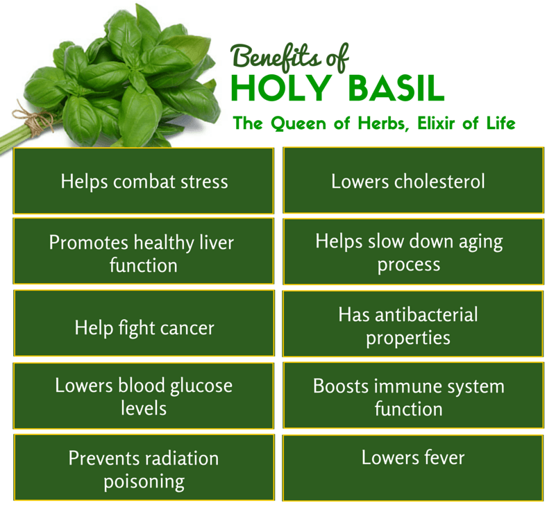 amazing-health-benefits-of-tulsi-holy-basil-dr-vikram-chauhan