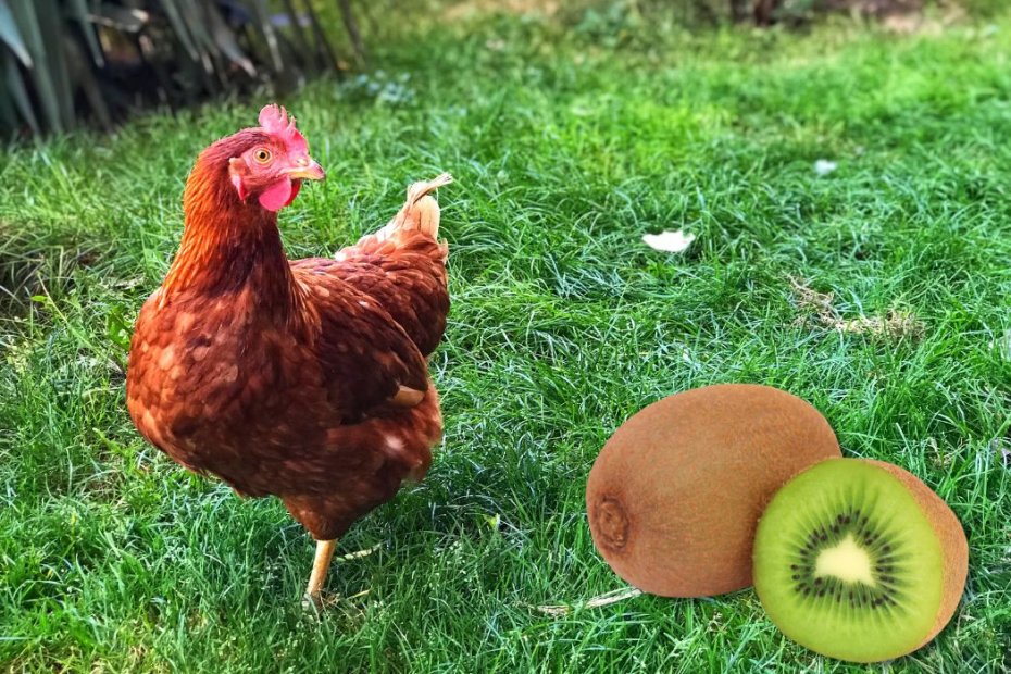 Pros and Cons of Chickens Eating Kiwi: A Detailed Analysis with 