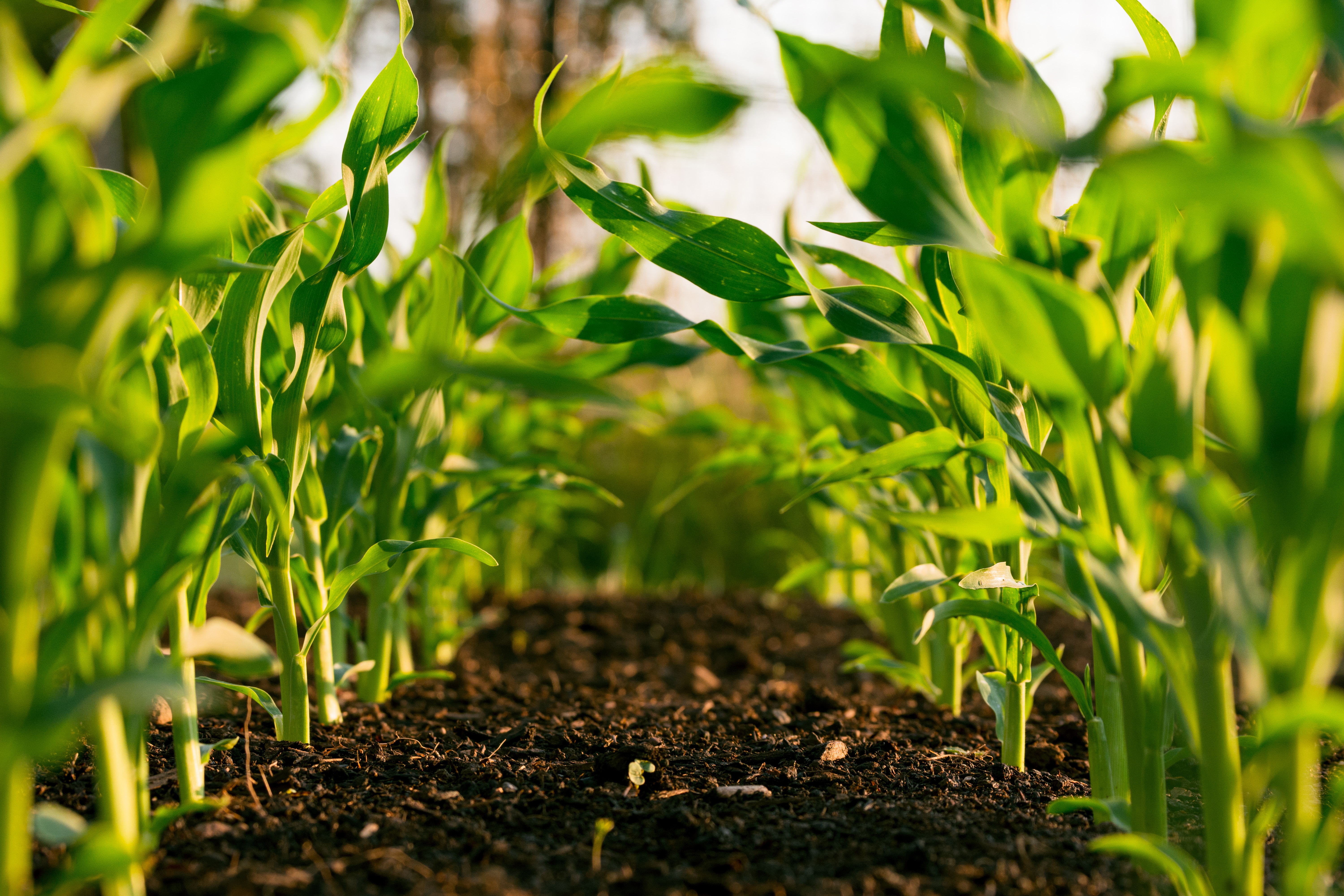 How Internet of Things (IoT) Benefits the Agriculture Industry?