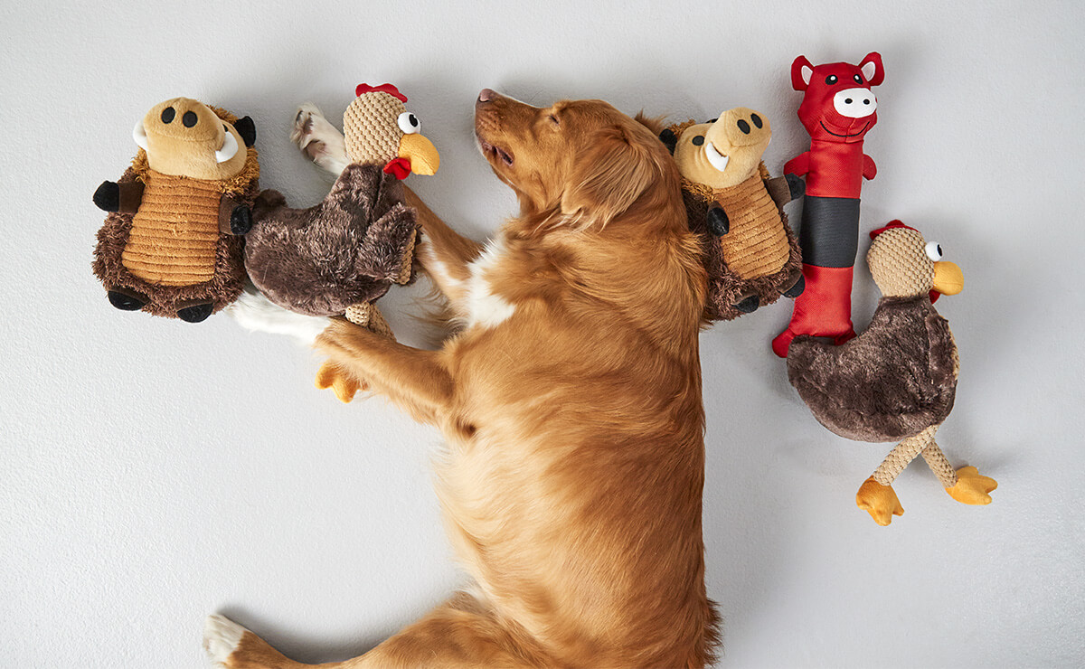 How to Choose the Right Toys for Your Dog