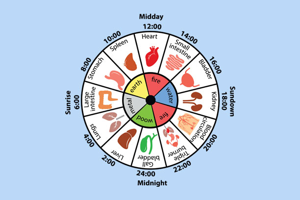 Do you Know How Your Body Clock Works ? | ArticleCube