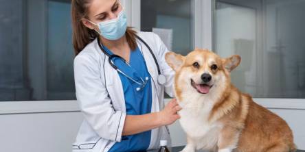 Veterinary Practice