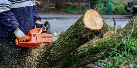 tree removal