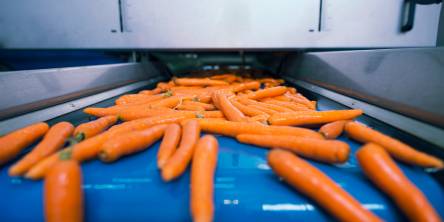 Fresh vegetables on conveyor belt being transported in food processing plant