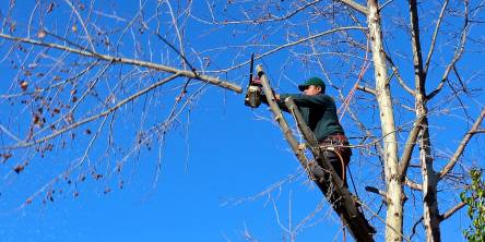 Tree pruning