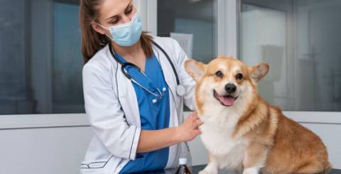 Veterinary Practice