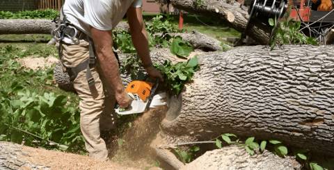 tree cutting service