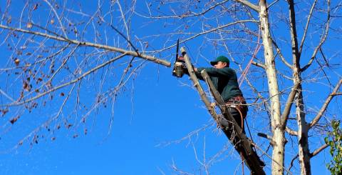 Tree pruning