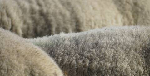 Wool fabric