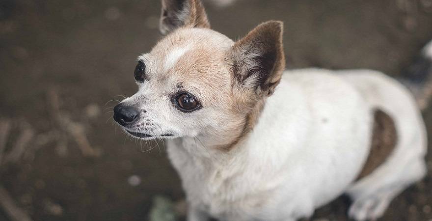 PetSmart Near Me: Basic Grooming Tips For Your Pups