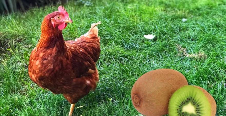 Pros and Cons of Chickens Eating Kiwi: A Detailed Analysis with 